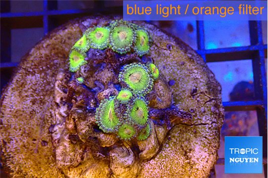 Zoanthus premium 8-11 polyps WYSIWYG acclimaté
