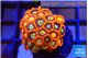 Zoanthus red gold 2-3 cm WYSIWYG acclimaté