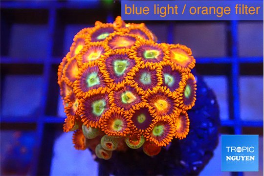 Zoanthus red gold 2-3 cm WYSIWYG acclimaté