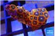 Zoanthus red blue 2-3 cm WYSIWYG acclimaté