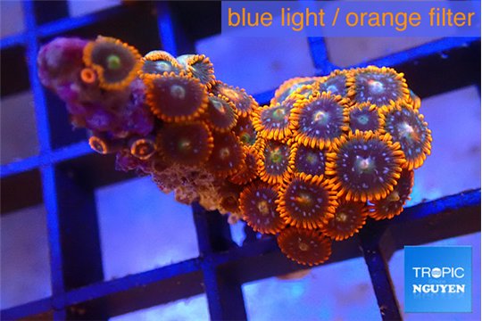 Zoanthus red blue 2-3 cm WYSIWYG acclimaté
