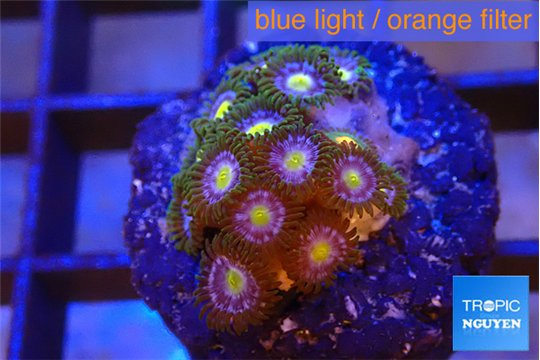 Zoanthus purple green 2 cm WYSIWYG acclimaté