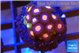 Zoanthus purple pink 2 cm WYSIWYG acclimaté