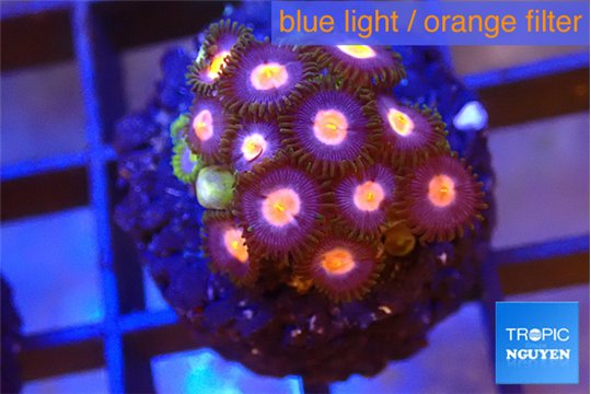 Zoanthus purple pink 2 cm WYSIWYG acclimaté