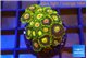 Zoanthus neon green flash 2-3 cm WYSIWYG acclimaté