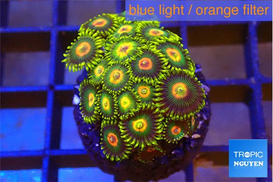 Zoanthus neon green flash 2-3 cm WYSIWYG acclimaté
