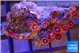 Zoanthus red blue 2-3 cm WYSIWYG acclimaté