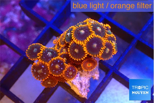 Zoanthus red blue 2 cm WYSIWYG acclimaté