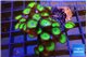 Palythoa neon green 4-5 cm WYSIWYG acclimaté