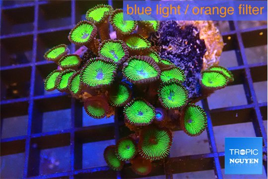 Palythoa neon green 4-5 cm WYSIWYG acclimaté