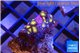 Zoanthus eagle eyes 2-3 cm WYSIWYG acclimaté