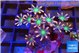 Clavularia papaya fire works 3-5 cm WYSIWYG acclimaté