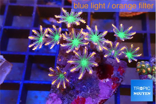Clavularia papaya fire works 3-5 cm WYSIWYG acclimaté