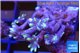 Clavularia papaya fire purple 3-5 cm WYSIWYG acclimaté