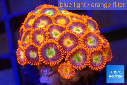 Zoanthus red gold 2-3 cm WYSIWYG acclimaté