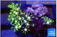 Pachyclavularia neon green 2-3 cm WYSIWYG acclimaté