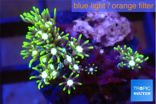 Pachyclavularia neon green 2-3 cm WYSIWYG acclimaté