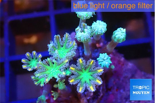 Clavularia papaya fire works 3-4 cm WYSIWYG acclimaté