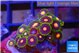 Zoanthus purple green 2 cm WYSIWYG acclimaté