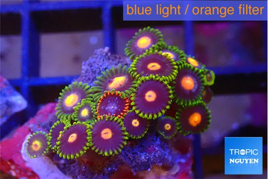 Zoanthus purple green 2 cm WYSIWYG acclimaté