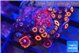 Zoanthus red loop 3-4 cm WYSIWYG acclimaté