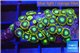 Zoanthus green blue magician 3-4 cm WYSIWYG acclimaté