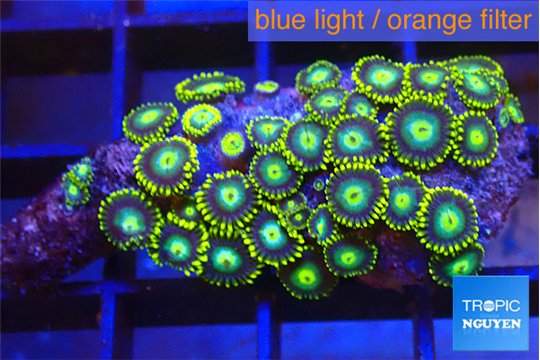 Zoanthus green blue magician 3-4 cm WYSIWYG acclimaté