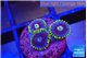 Zoanthus neon blue magician 3 polyps WYSIWYG acclimaté
