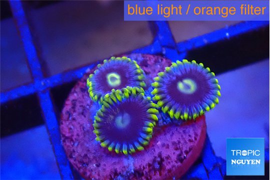 Zoanthus neon blue magician 3 polyps WYSIWYG acclimaté