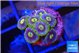 Zoanthus neon blue magician 7 polyps WYSIWYG acclimaté