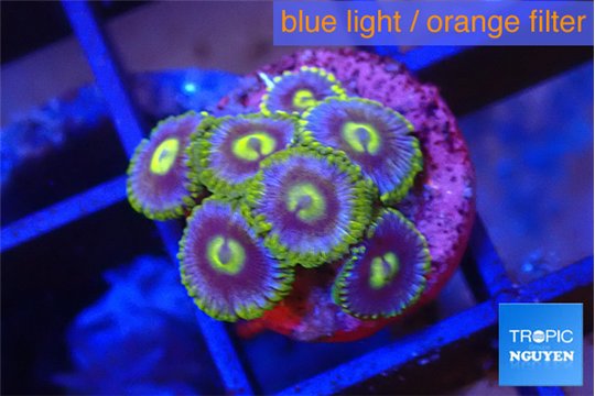 Zoanthus neon blue magician 7 polyps WYSIWYG acclimaté