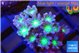 Clavularia papaya fire purple 2-4 cm WYSIWYG acclimaté