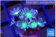 Clavularia papaya fire purple 2-3 cm WYSIWYG acclimaté