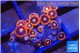 Zoanthus red blue 1-2 cm WYSIWYG acclimaté