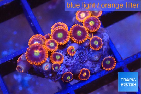 Zoanthus red blue 1-2 cm WYSIWYG acclimaté