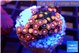 Zoanthus red blue 3 cm WYSIWYG acclimaté