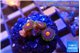 Zoanthus purple pink 3 polyps WYSIWYG acclimaté