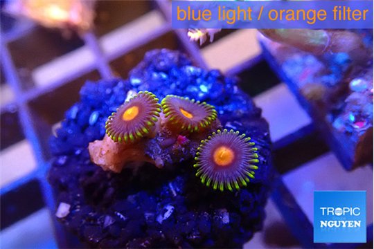 Zoanthus purple pink 3 polyps WYSIWYG acclimaté