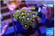 Zoanthus neon blue magician 2-3 cm WYSIWYG acclimaté