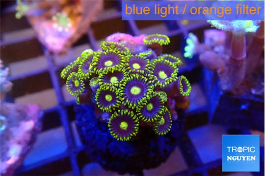 Zoanthus neon blue magician 2-3 cm WYSIWYG acclimaté