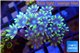 Clavularia papaya lemon tipped 3-5 cm WYSIWYG acclimaté