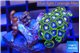 Zoanthus neon blue magician 2-3 cm WYSIWYG acclimaté