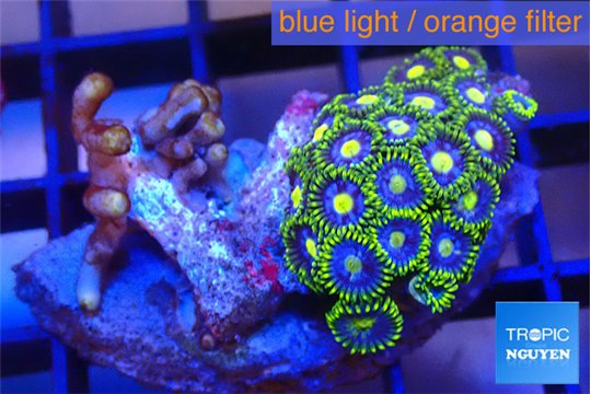 Zoanthus neon blue magician 2-3 cm WYSIWYG acclimaté