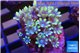 Clavularia papaya lemon tipped 3-5 cm WYSIWYG acclimaté