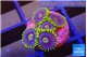 Zoanthus neon blue magician 5 polyps WYSIWYG acclimaté
