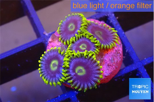 Zoanthus neon blue magician 5 polyps WYSIWYG acclimaté
