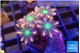 Clavularia papaya fire works 3-4 cm WYSIWYG acclimaté
