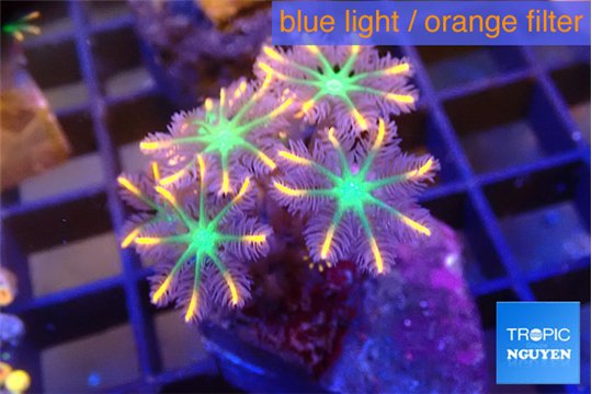 Clavularia papaya fire works 3-4 cm WYSIWYG acclimaté