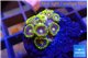 Zoanthus blue magician 2-3 cm WYSIWYG acclimaté