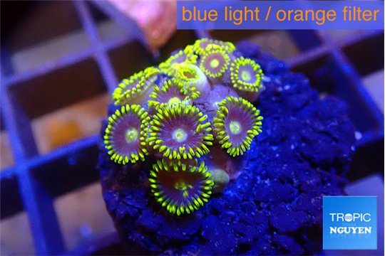 Zoanthus blue magician 2-3 cm WYSIWYG acclimaté